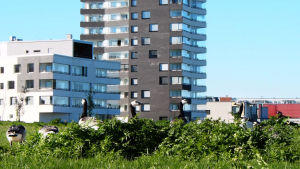 Helsingin Arabianrannassa riittää syötävää. Valkoposkihanhia Helsingin Arabiassa