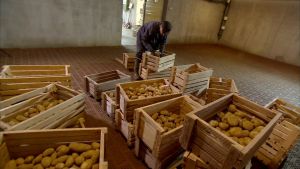 Rätt temperatur och luftfuktighet är a och o för lagring av all potatis. Forskare Antti Hannukkala i kyrummet där mandelpotatisen uppbevaras med rätt temperatur och fuktighet