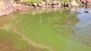 Målet med reningen är att få bort näringsämnen som bland annat orsakar algblomningar. Blågröna alger vid en strandkant.