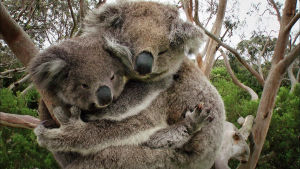 Sarjan viimeisessä osassa tutustutaan Itä-Australian eukalyptusmetsien luontoon. Koaloita