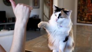 Istuminen on pohja monille tempuille. Tässä Ronja-kissa vilkuttaa. Kuvassa Ronja-kissa vilkuttaa.