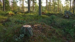 Det har nyligen avverkats i skogen vid spånbanan i Karis. En stubbe i skogen vid spånbanan i Karis.