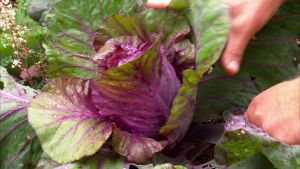 Violett spetskål, Brassica oleracea, `Kalibos` skördas. Spetskålhuvud skördas.