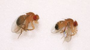 Kaksi lähes samannäköistä banaanikärpäslajia, vasemmalla on Drosophila melanogaster ja oikealla Drosophila simulans banaanikärpänen