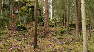kallioinen kuusimetsä