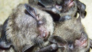 Terveitä amerikkalaisia luolasiippoja (Myotis sodalis) Luolasiippoja kasassa horrostamassa.