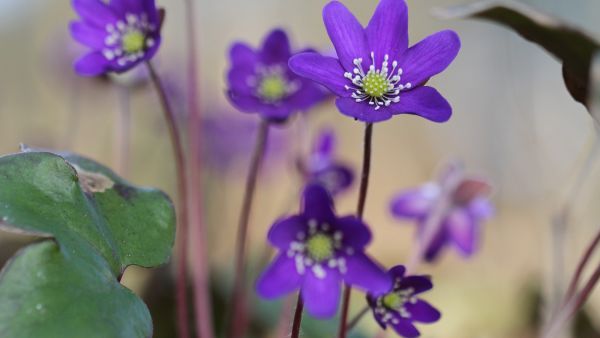 våra vanligaste blommor våra vanligaste blommor