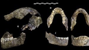 Homo naledin hampaita Ihmiskallon jäänteitä, homo naledi
