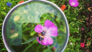 Humleblomfluga i åkerklätt på vår blomsteräng. en blomma och en humla sett genom förstoringsgals