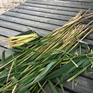 Klipp vassen i bitar och skala stråna. Vassstrån på en brygga och en låda med klippta, skalade vasstråbitar.