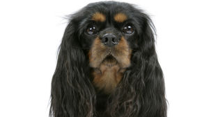 Kung Karl II hade en spaniel som nu har hjärtfel. Bild på sittande King Charles spaniel