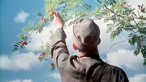 En soldat plockar rönnbär. Bilden är från år 1941, tagen under fortsättningskriget. Soldat plockar rönnbär (fortsättningskriget), SA-bild 1941
