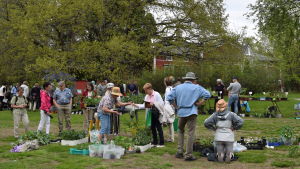 Det var full rulle på plantloppiset år 2017. Plantloppis på trädgårdskvällen 2017.