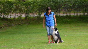 Bordercollien Mac är Jessica Svanljungs duktigaste hund. Kvinna står bredvid hund.
