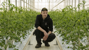 Jonathan Nordberg har ungefär 34.000 plantor. Nu är de bara runt en halv meter långa, men blir tillväxten god kommer de sträcka sig långt upp mot taket. Jonathan Nordberg mitt bland tomatplantorna i växthuset.