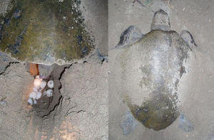 Sköldpaddan kommer upp på stranden på natten för att lägga sina ägg. En sköldpadda som lägger ägg på en strand.