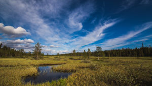 Pallas-Yllästunturin kansallispuisto Suomaisema Pallas-Yllästunturin kansallispuistossa