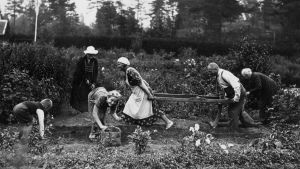 Potatissättning i Brunakärr år 1921. Svartvit bild från 1921 där folk sätter potatis.