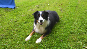 Bordercollien Tending Knight alias Mac eller Mäkinen Bordercollie ligger på gräs