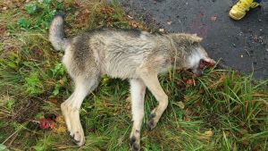En av de sju vargarna i flocken hittades död vid en väg i Tenala i höstas. En död varg ligger vid en vägren.