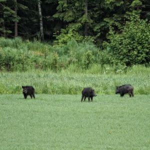 Fem vildsvin på en åker.