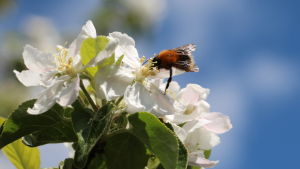Vårsnö? Så länge det finns bin och humlor kunde inte blommorna bry sig mindre. Humla i äppelblomma.