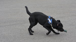 Onni belönas med sin leksak efter sitt snusfynd. Som belöning får snushund Onni leka med sin leksak.