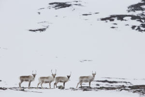 Poroja Kilpisjärven tunturimaisemassa kevättalvella.