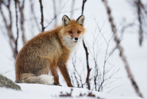 Kettu istuu hangella Kilpisjärvellä.