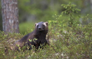 Ahma valppaana varvukossa.