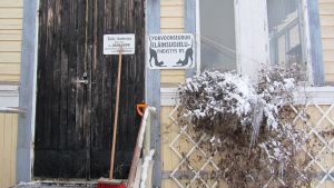 Katthuset i Tolkis har tagit hand om sju av de halvvilda katterna från Veckjärvi Borgånejdens djurskyddsförenings katthus i Tolkis