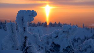 Halo-ilmiö Kuusamossa Etualalla paksun kuuran peittämää matalaa puustoa, taustalla auringon halo. Taivas on värjäytynyt okran eri sävyihin.