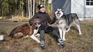 Sofia Hongell och två av hennes hundar. Den bruna heter Muddy och är en grönlandshund. Den gråa heter Bimu och är en alaskan malamute. Båda var på rymmen samtidigt som vargobservationen gjordes. En kvinna med två hundar.