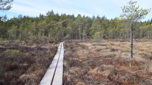 Upplevelser kan bidra till en mer långvarig lycka än en vara. En spång leder över en mossa i Västerby friluftsområde.