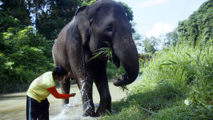 Den asiatiska elefanten är något mindre än den afrikanska och har också mindre öron. Asiatisk elefant