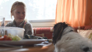 Seelia Lahtinen äter makaroner, sallad och köttfärsbiffar. En hund och en flicka tittar på varandra vid ett matbord i en husvagn.