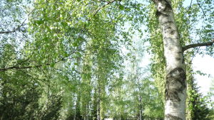 Pollen- och matallergier kan ha gemensamma nämnare. En björkskog en somrig dag.