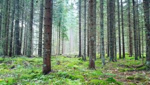 metsä