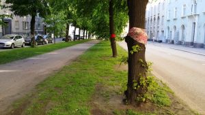 Mechelininkadun kaadettavat lehmukset on hyvästelty värikkäin huivein. Mechelininkadun lehmuksiin on sidottu huiveja hyvästelemään pian kaadettavat puut.