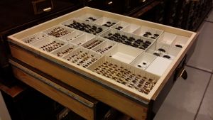 Vanhimmat kuoriaiset ovat 1800-luvulta. Kuoriaislaatikko Eläinmuseossa
