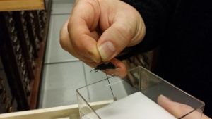 Kalmankuoriaiset on luokiteltu tarkasti omiin laatikoihinsa. Neulalla kiinnitetty kalmankuoriainen