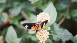 Dagfjärilen Heliconius melpomene Dagfjärilen Heliconius melpomene sitter på en blomma.