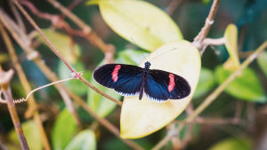 Dagfjärilen Heliconius melpomene Dagfjärilen Heliconius melpomene sitter på ett löv.