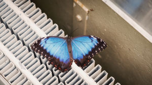 Dagfjärilen Morpho peleides Dagfjärlien Morpho peleides som sitter på ett värme-element.