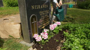 Personerna som intervjuades ville vara anonyma. Den här gravstenen berörs inte av stölderna. En gravsten med nyplanterade blommor och en kvinna som vattnar blommorna