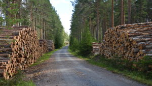 I Västnyland avverkas mindre skog än i resten av Finland. Avverkning i Västnyland.