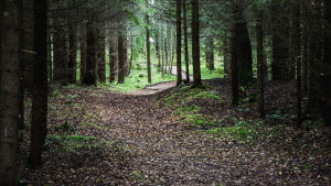 Ur den rika naturens synvinkel har öns slumrande tillvaro knappast varit av ondo. Polku metsän keskellä, lehtikuusia, hämärää metsä kaartuu yläpuolelle.