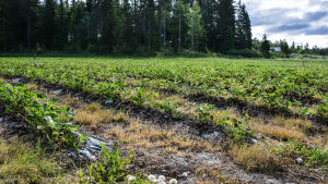 Rune Drockila säger att plantorna aldrig har varit i så dåligt skick som i år. Jordgubbsåker som mår dåligt