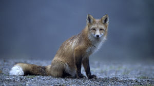 Räv
