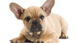 Fransk bulldog a.k.a. Frenchie En liggande Fransk Bulldog.